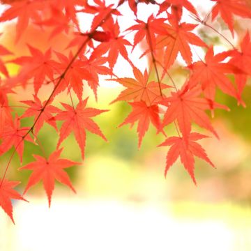 秋といえば食欲の秋・読書の秋・芸術の秋・スポーツの秋！おすすめの過ごし方を紹介