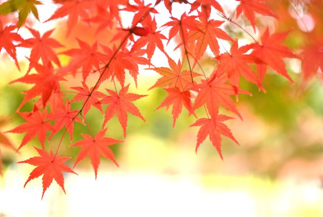  秋といえば食欲の秋・読書の秋・芸術の秋・スポーツの秋！おすすめの過ごし方を紹介