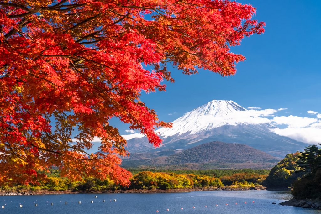 真っ赤　紅葉　富士山